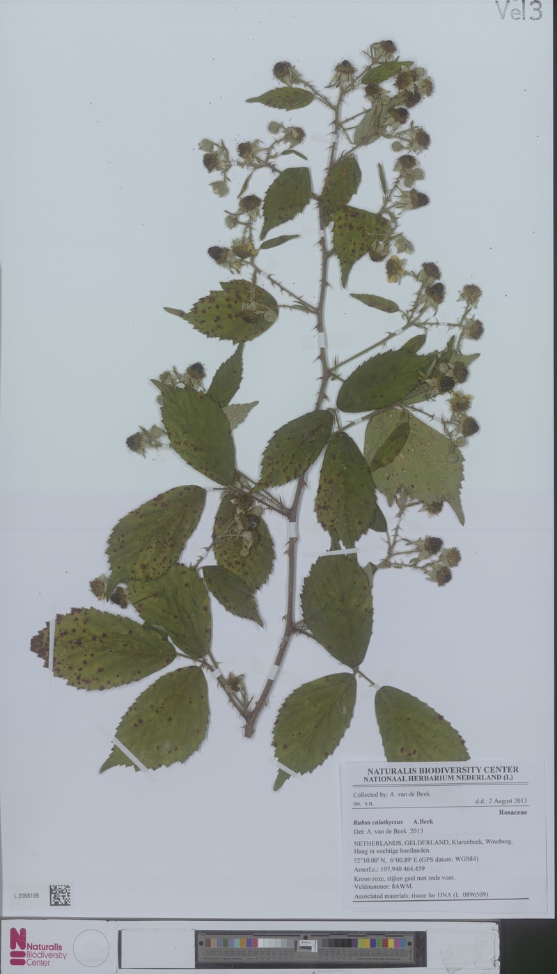 Rubus megistothyrsos photo 6