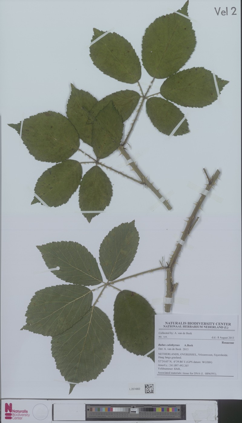 Rubus megistothyrsos photo 7