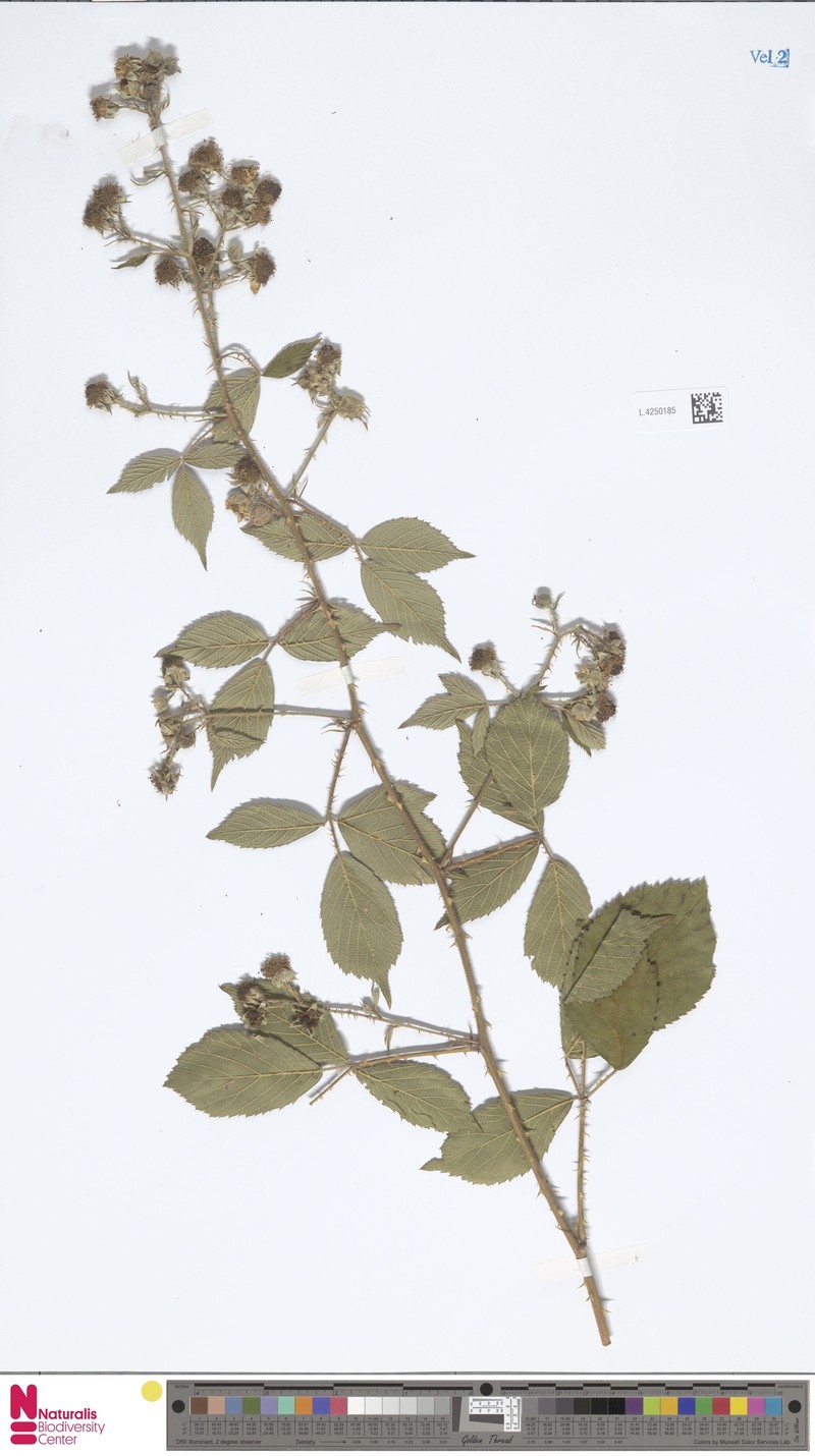Rubus megistothyrsos photo 8