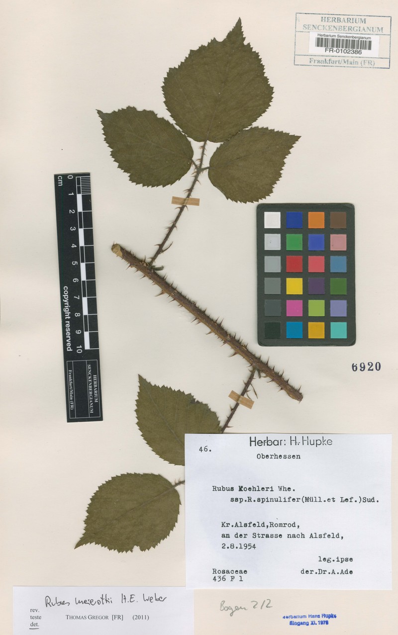 Rubus meierottii