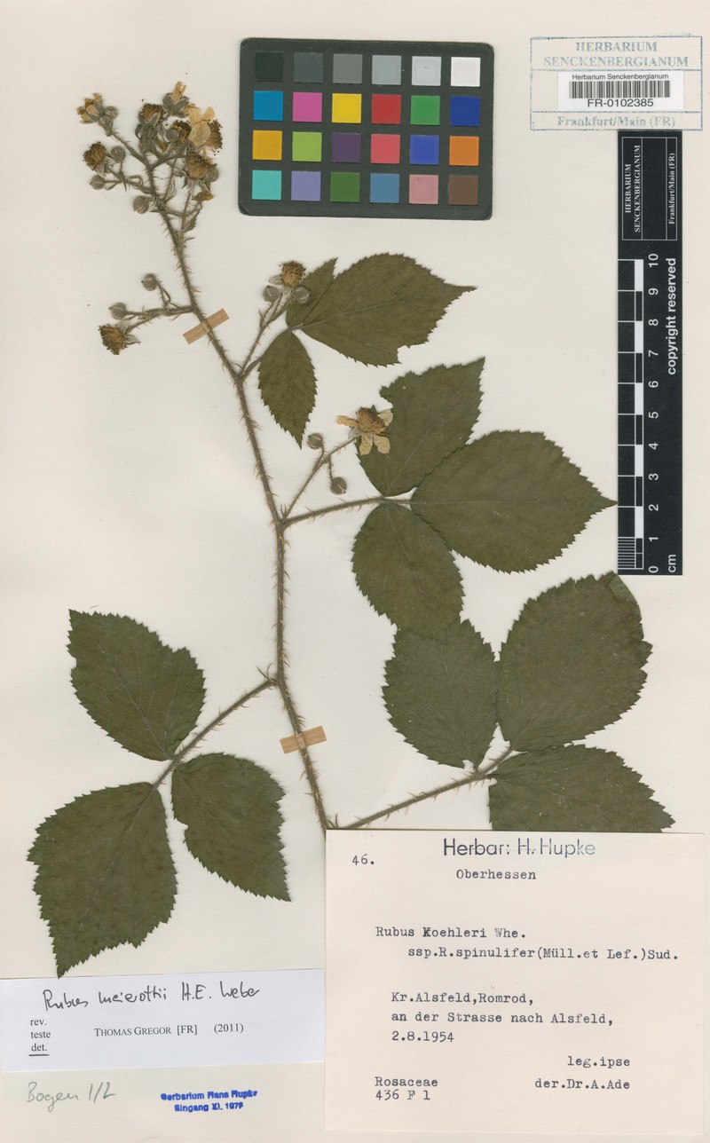 Rubus meierottii photo 2