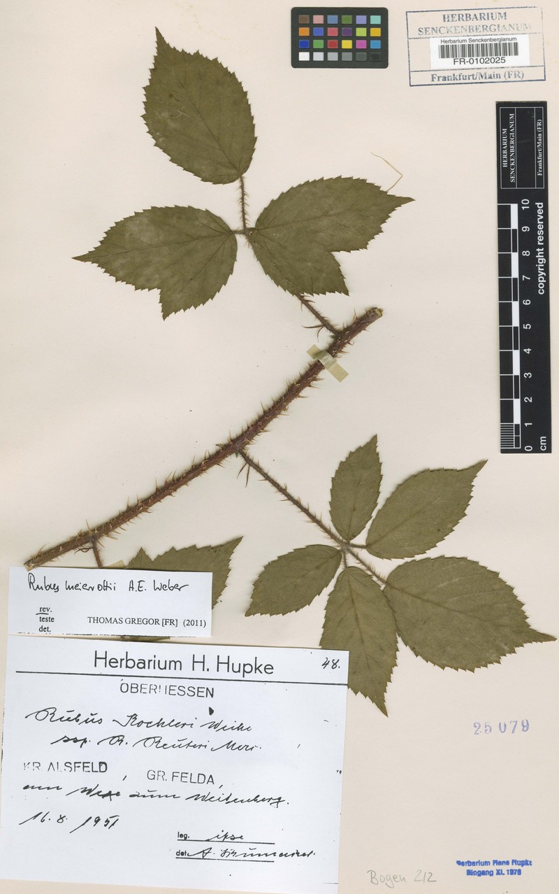 Rubus meierottii photo 3