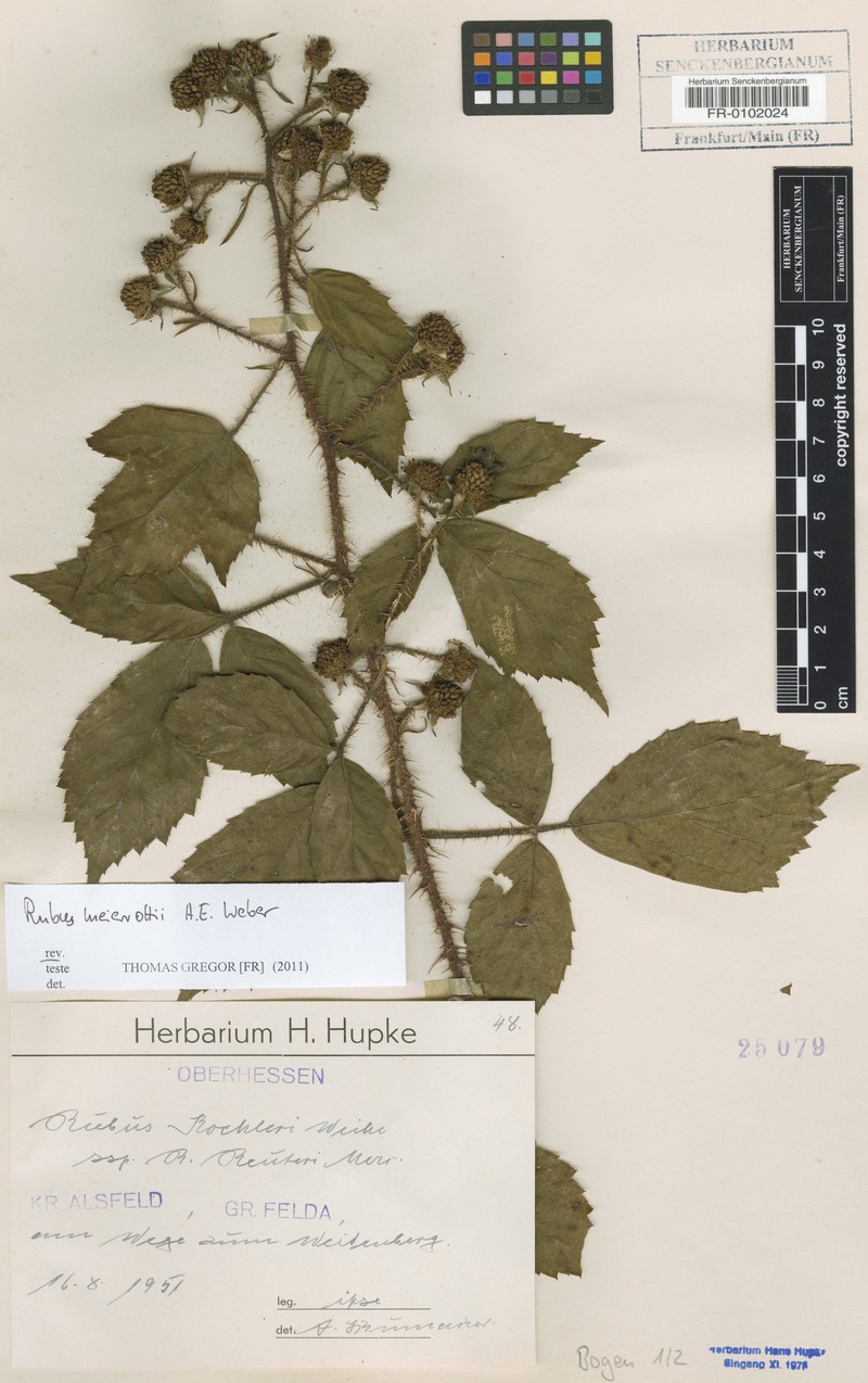 Rubus meierottii photo 4