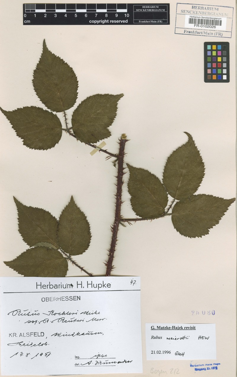 Rubus meierottii photo 5