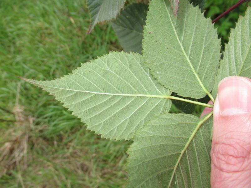 Rubus meijerianus photo 2
