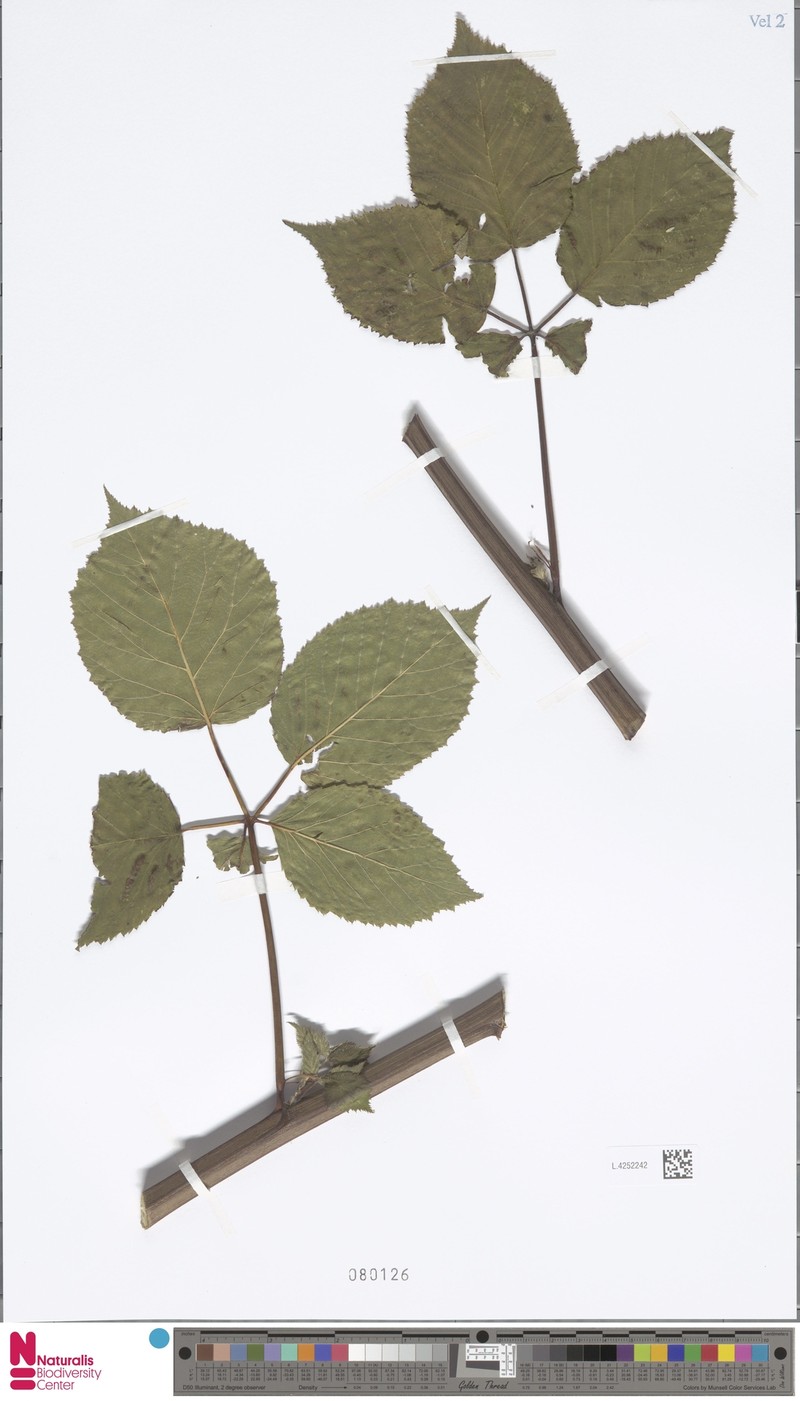 Rubus meijerianus photo 3