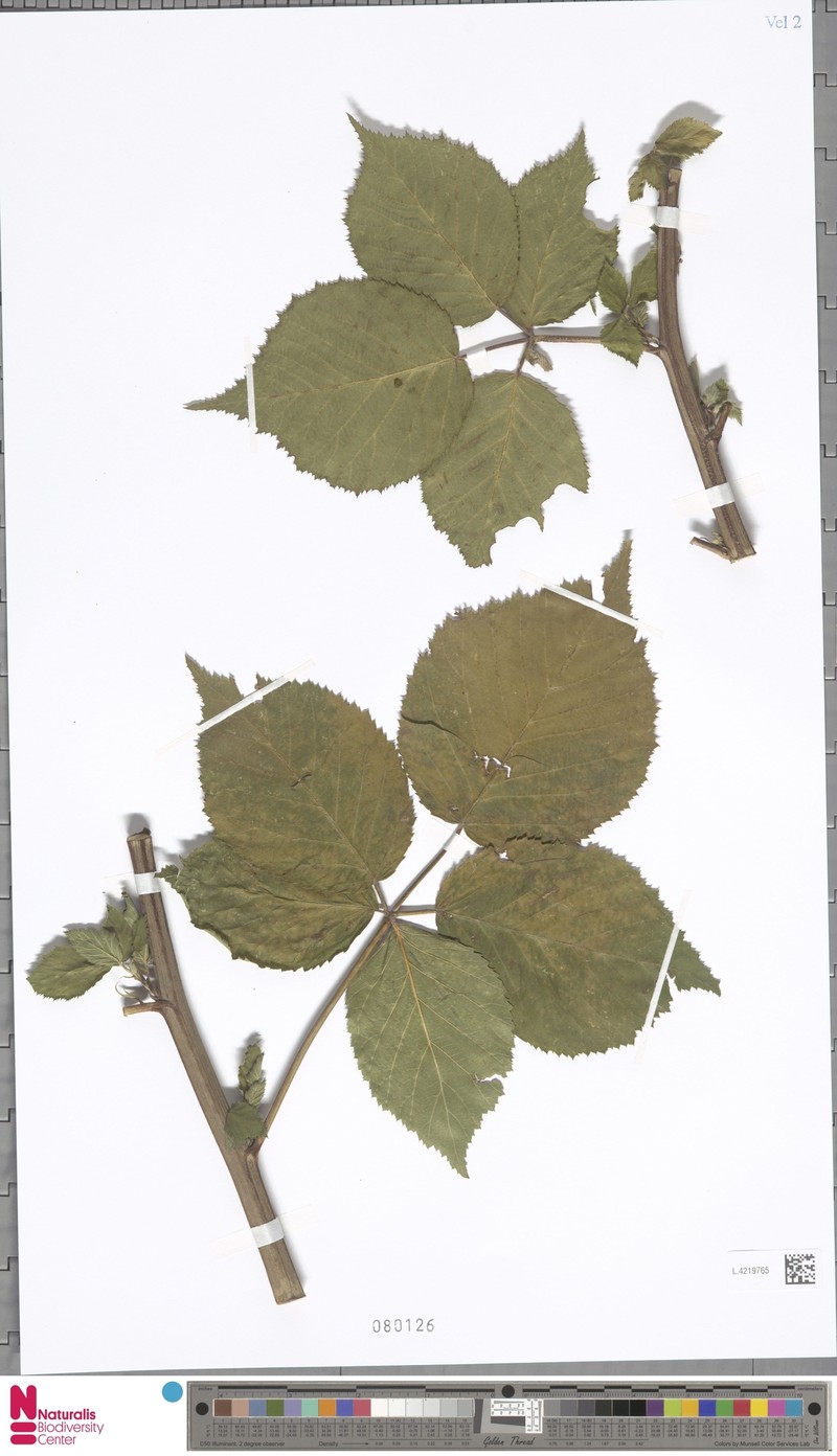 Rubus meijerianus photo 4
