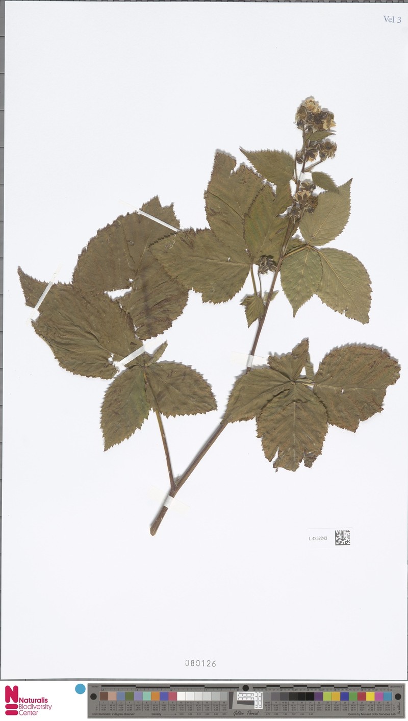 Rubus meijerianus photo 5