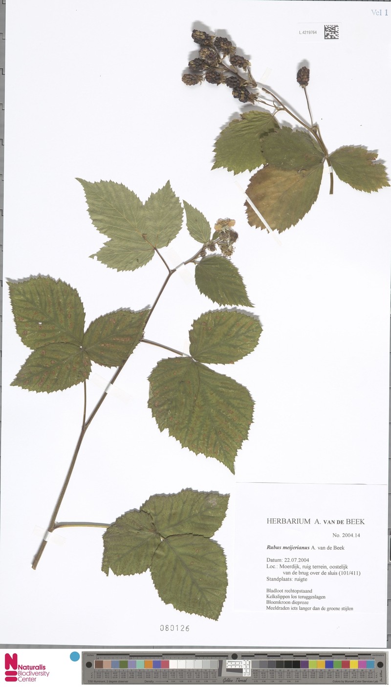Rubus meijerianus photo 6