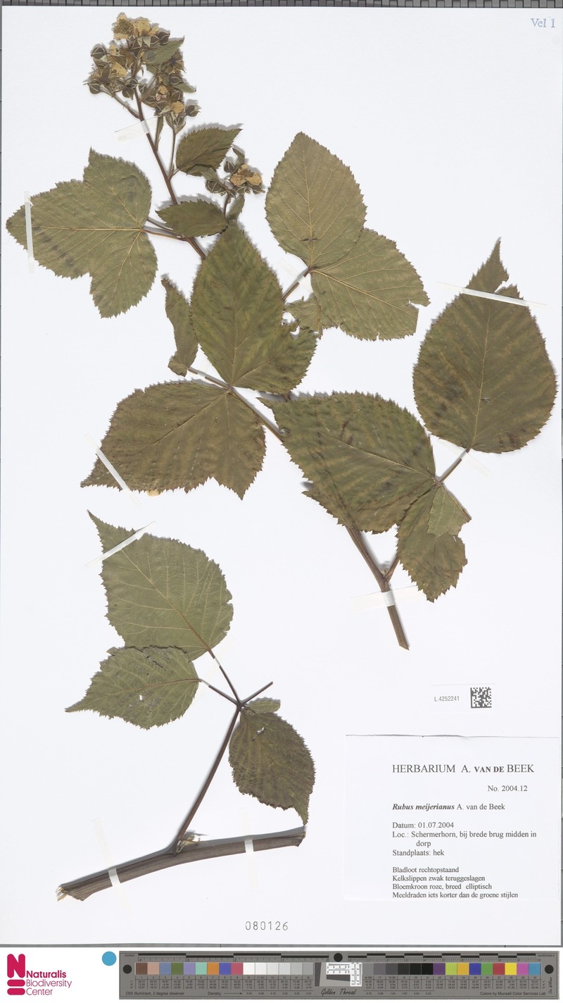 Rubus meijerianus photo 7