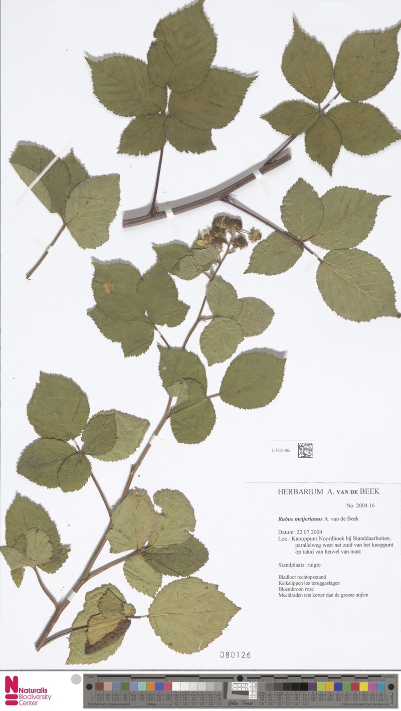 Rubus meijerianus photo 8