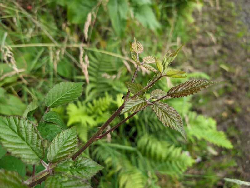 Rubus melanoxylon