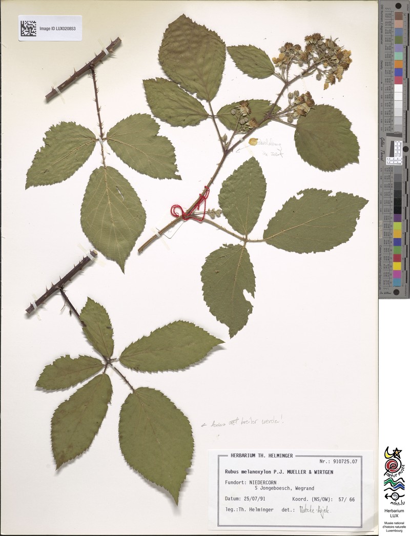 Rubus melanoxylon photo 2