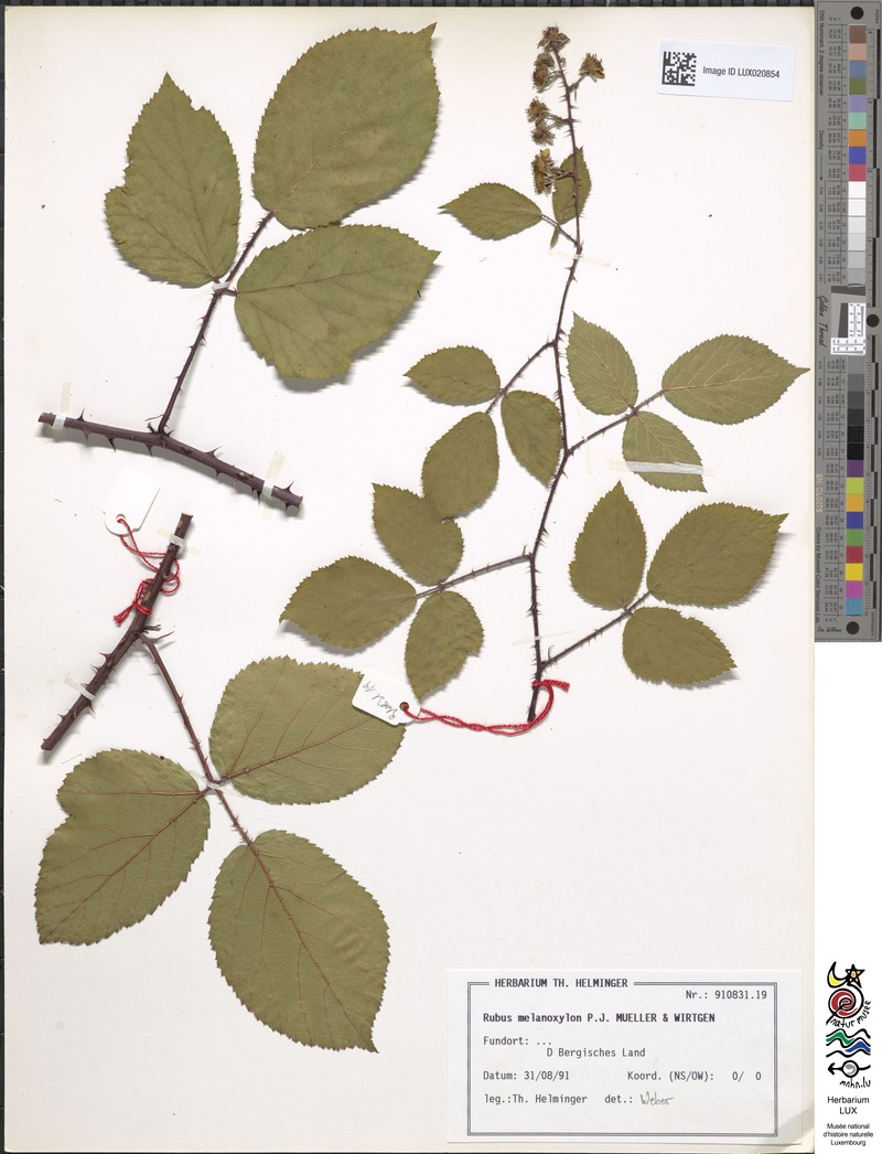 Rubus melanoxylon photo 3
