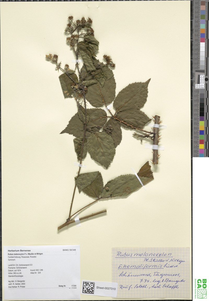 Rubus melanoxylon photo 4