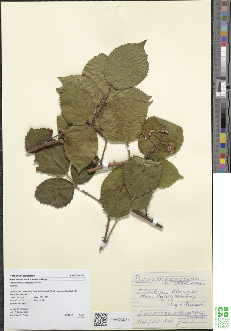 Rubus melanoxylon photo 5