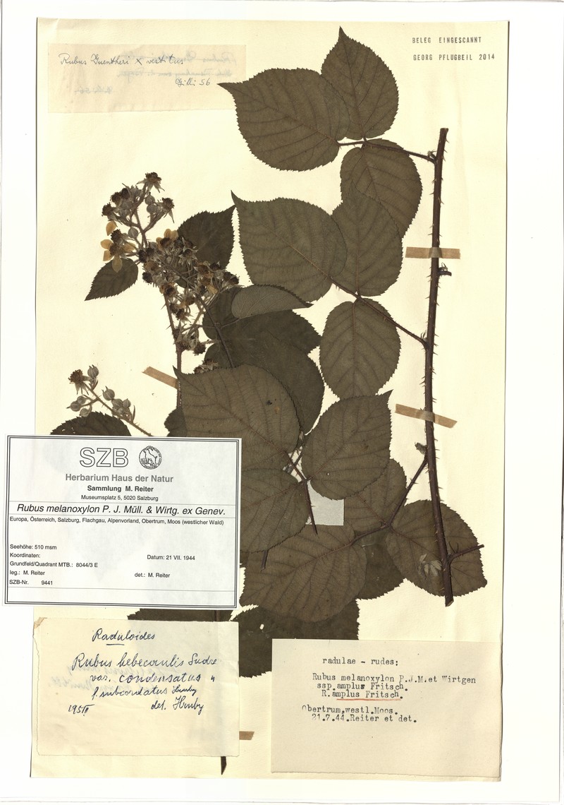 Rubus melanoxylon photo 6