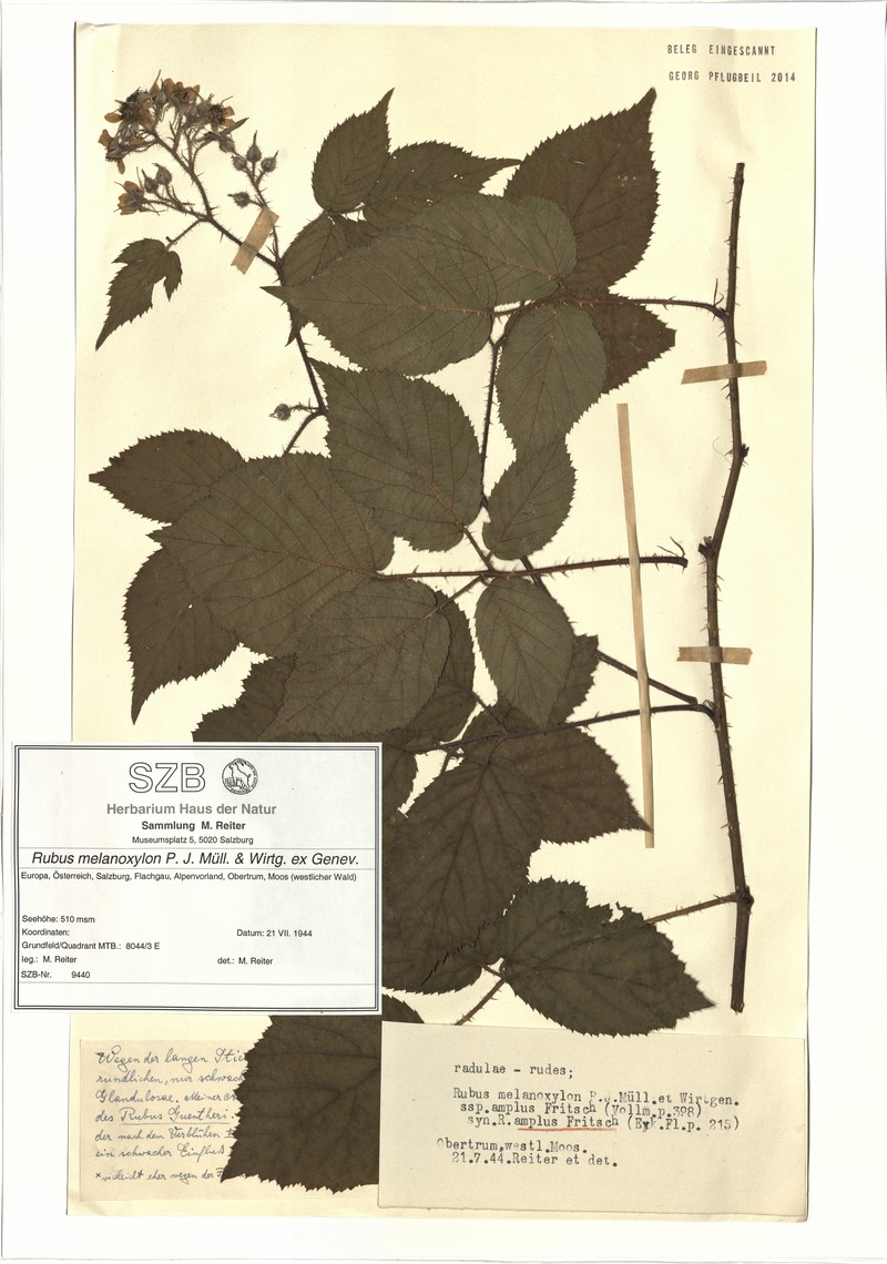 Rubus melanoxylon photo 7