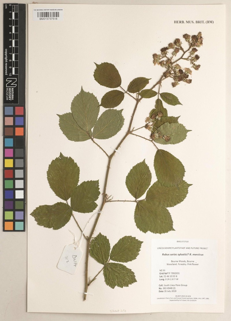 Rubus mercicus