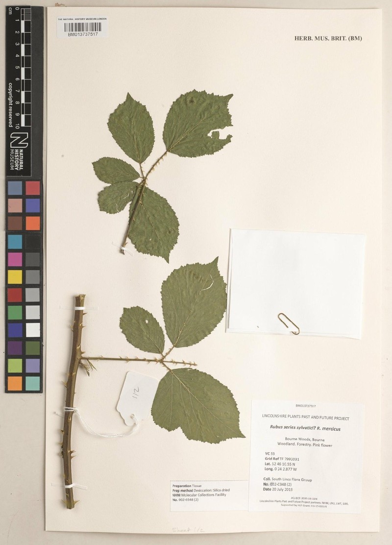 Rubus mercicus photo 2
