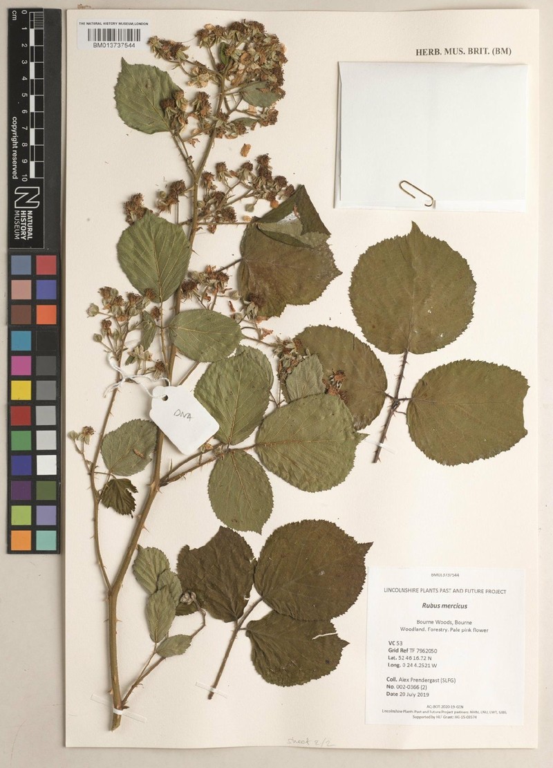 Rubus mercicus photo 3
