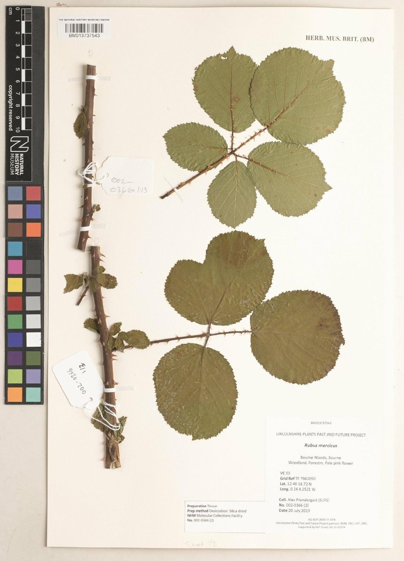 Rubus mercicus photo 4