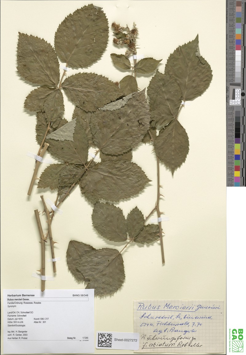 Rubus mercieri