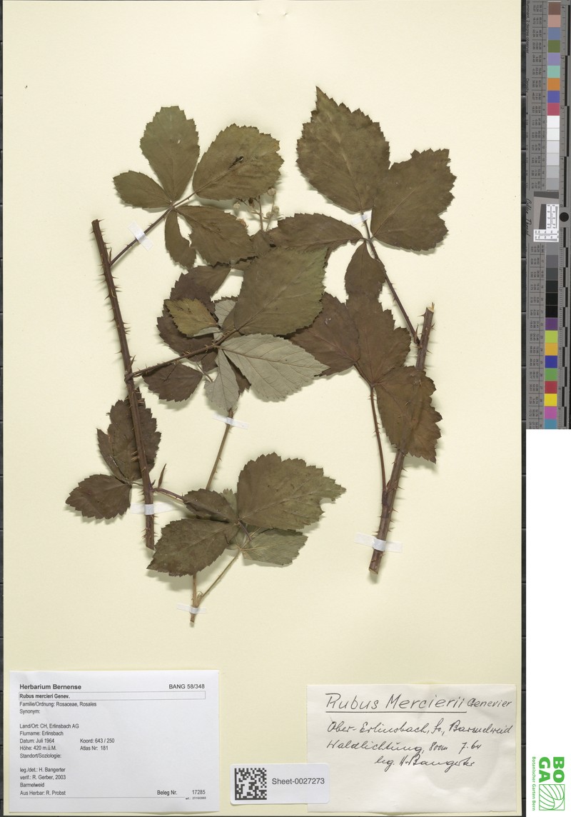 Rubus mercieri photo 2