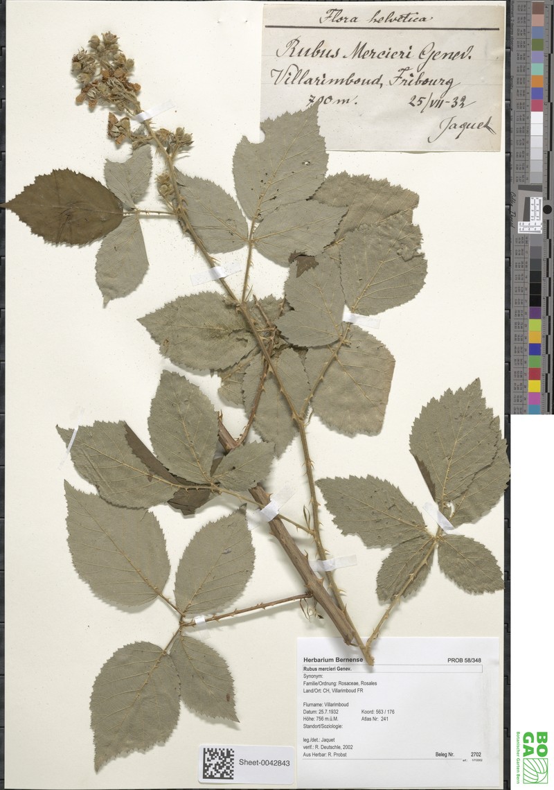 Rubus mercieri photo 3