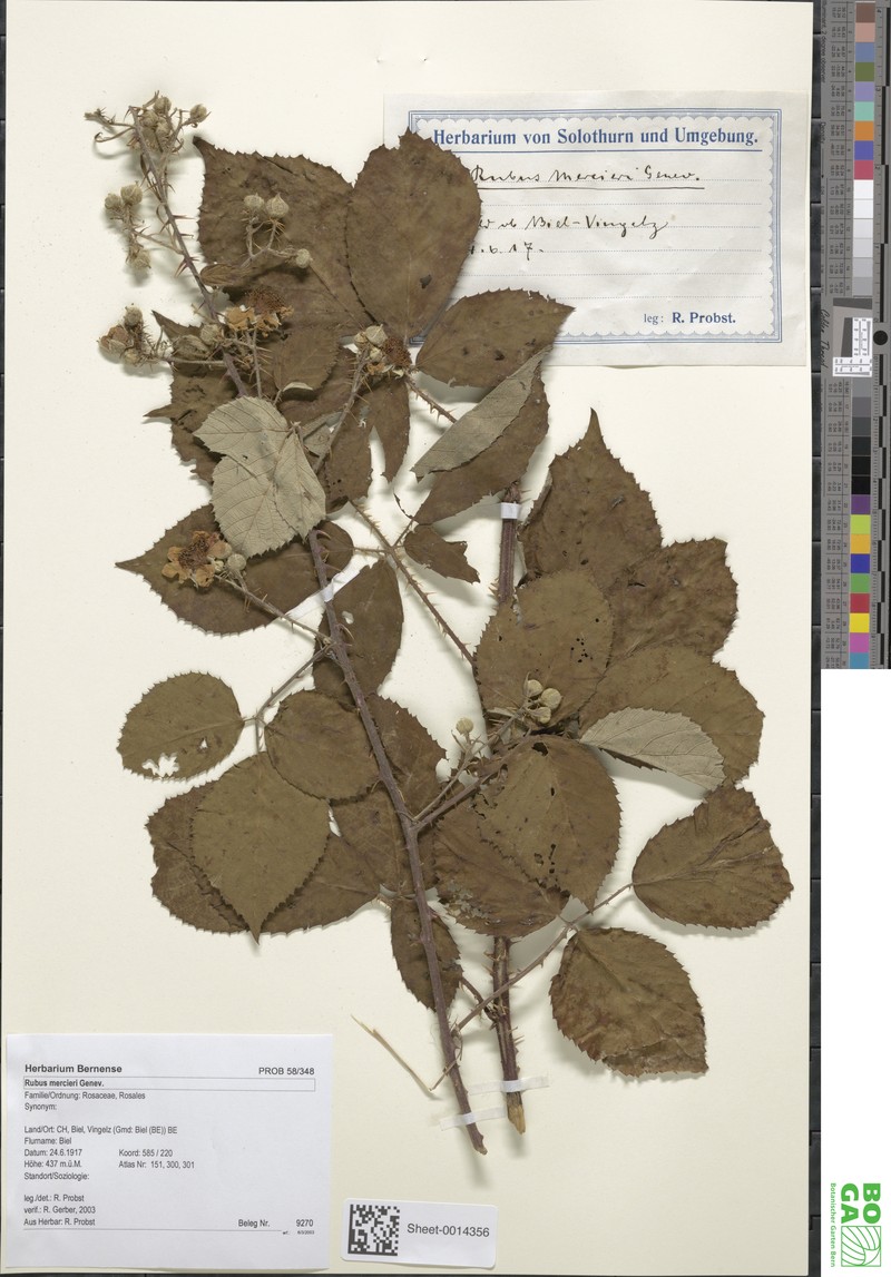 Rubus mercieri photo 4