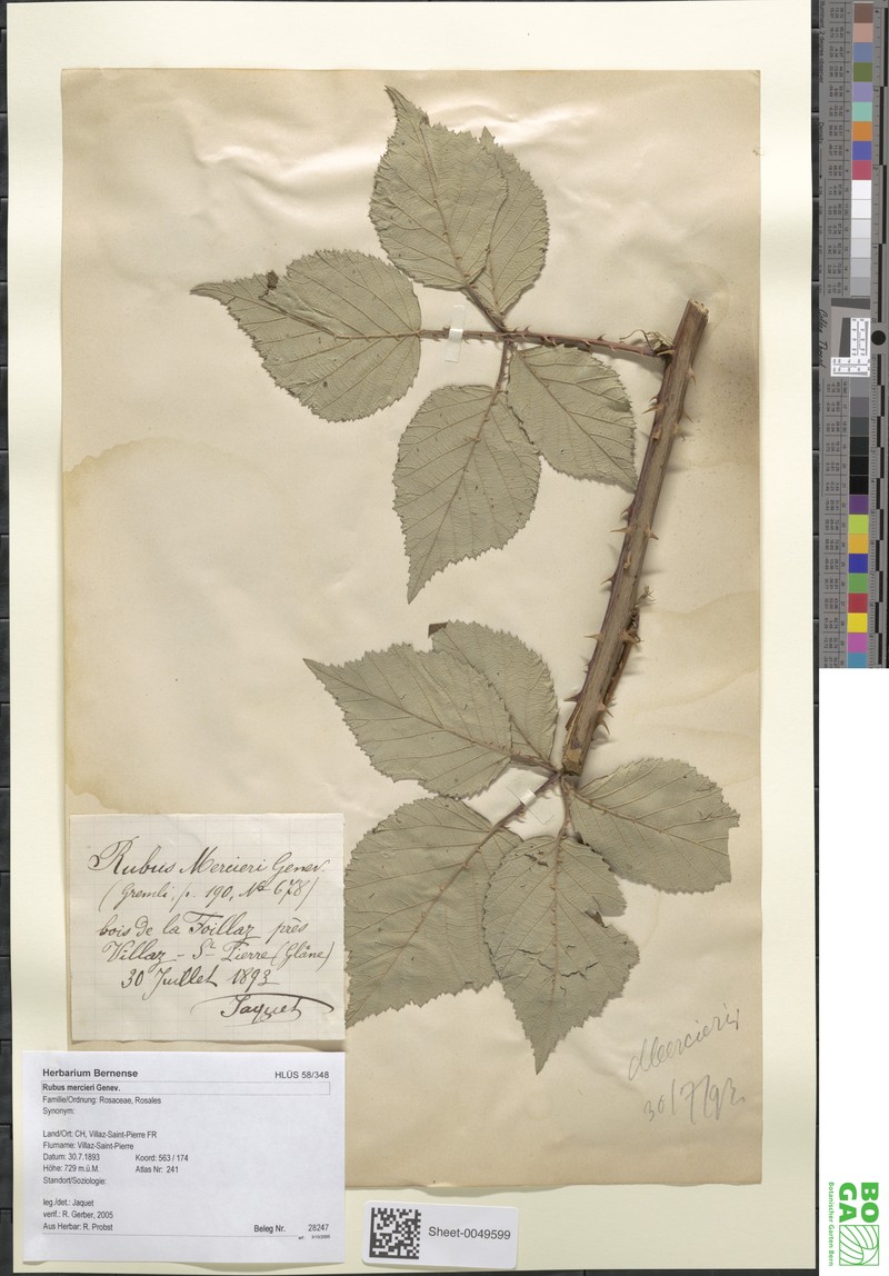 Rubus mercieri photo 5