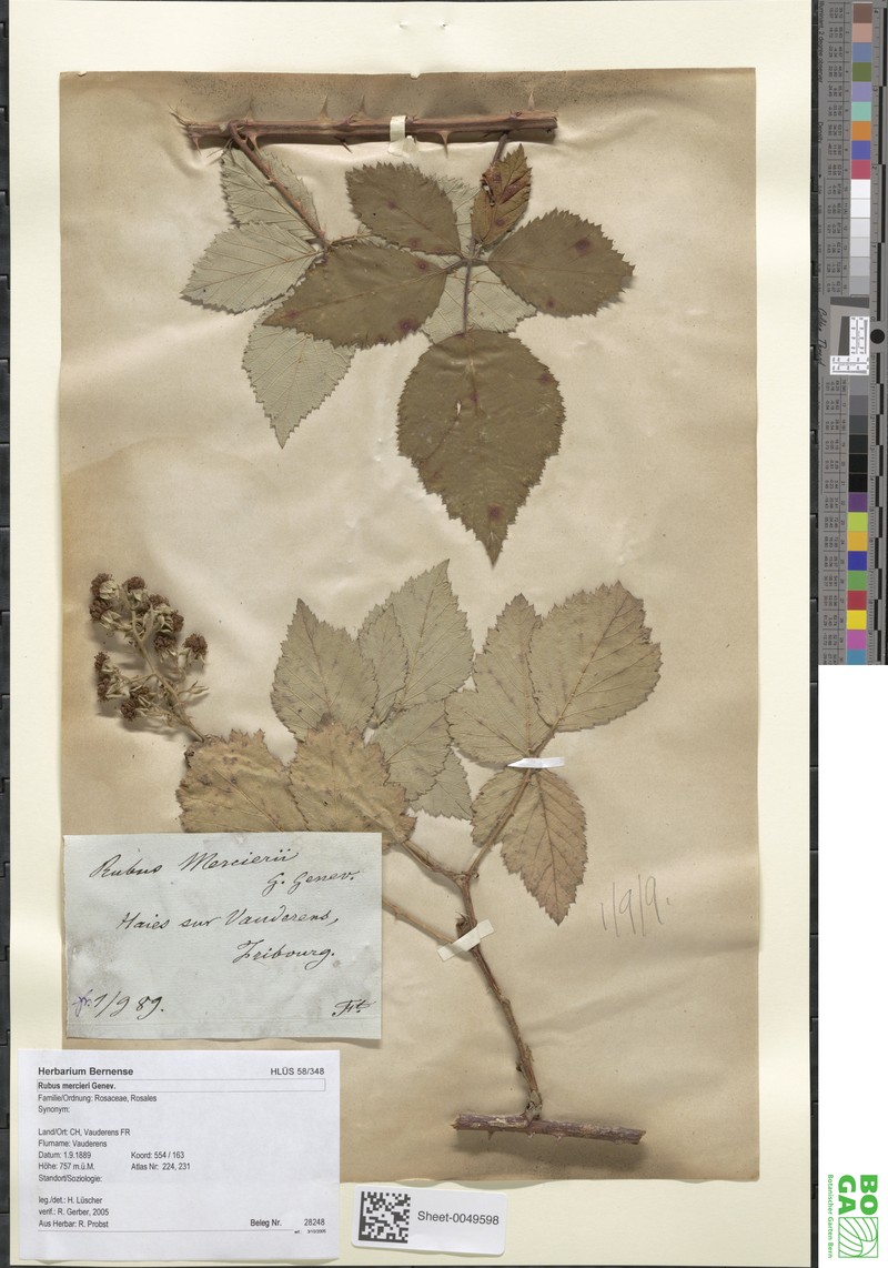 Rubus mercieri photo 6
