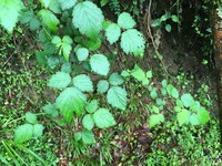 Rubus mesogaeus