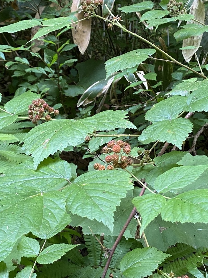 Rubus mesogaeus photo 2