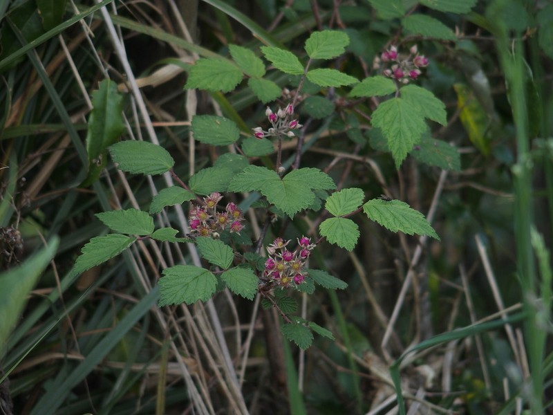 Rubus mesogaeus photo 3