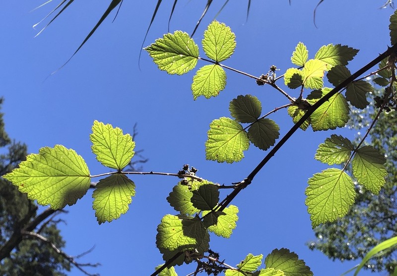 Rubus mesogaeus photo 4