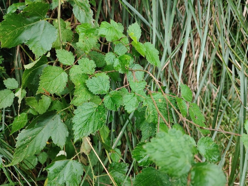 Rubus mesogaeus photo 5