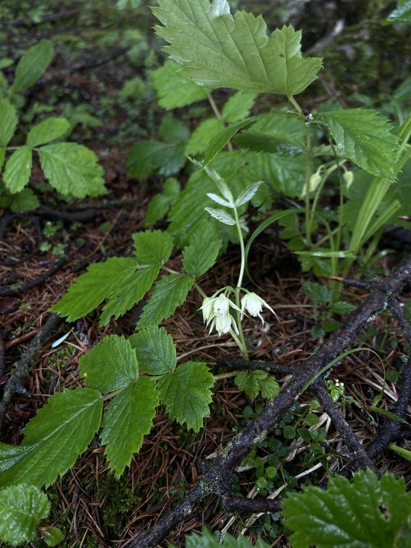 Rubus mesogaeus photo 6