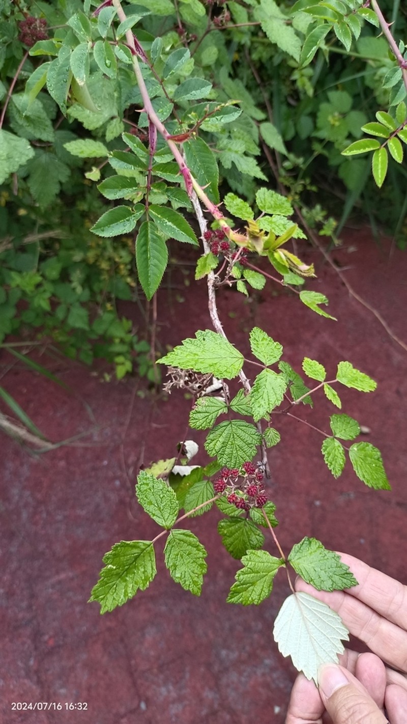 Rubus mesogaeus photo 7
