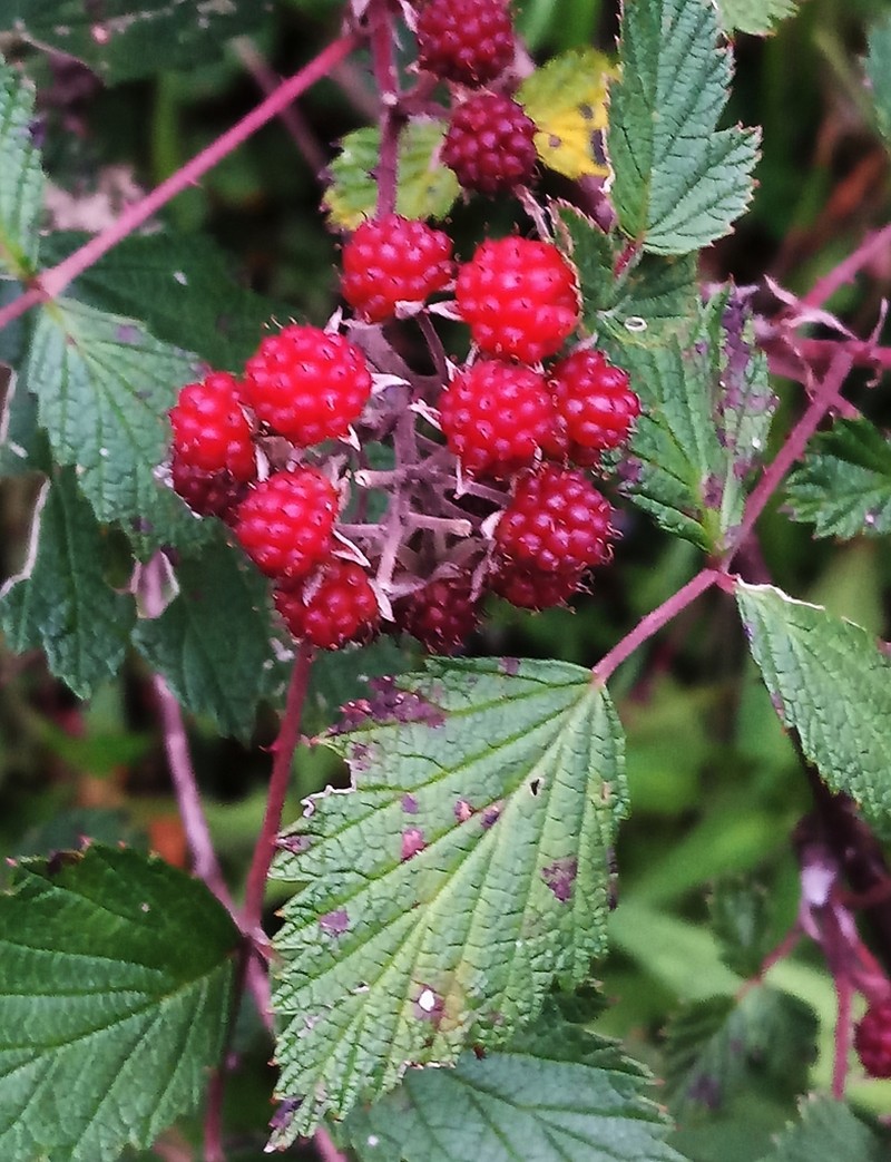 Rubus mesogaeus photo 8