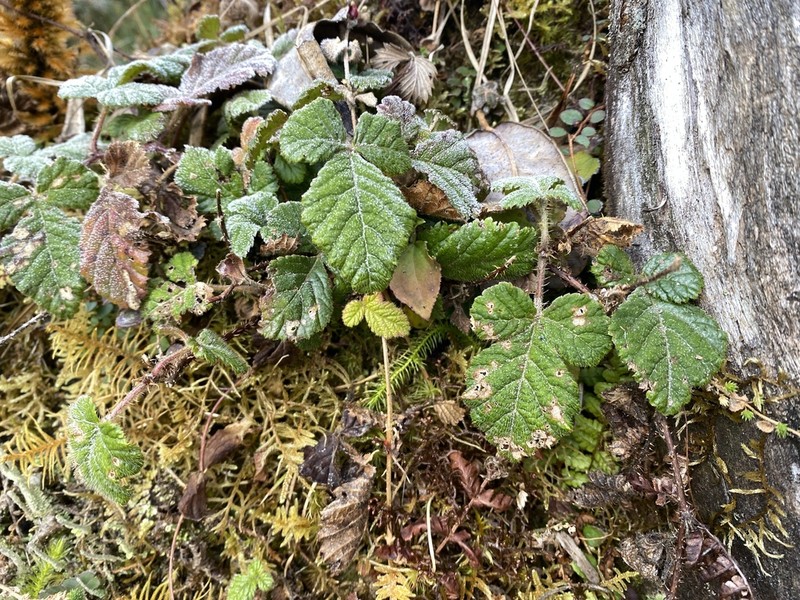 Rubus metoensis