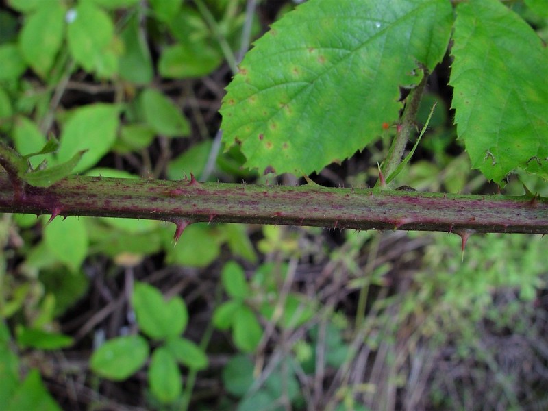 Rubus micans