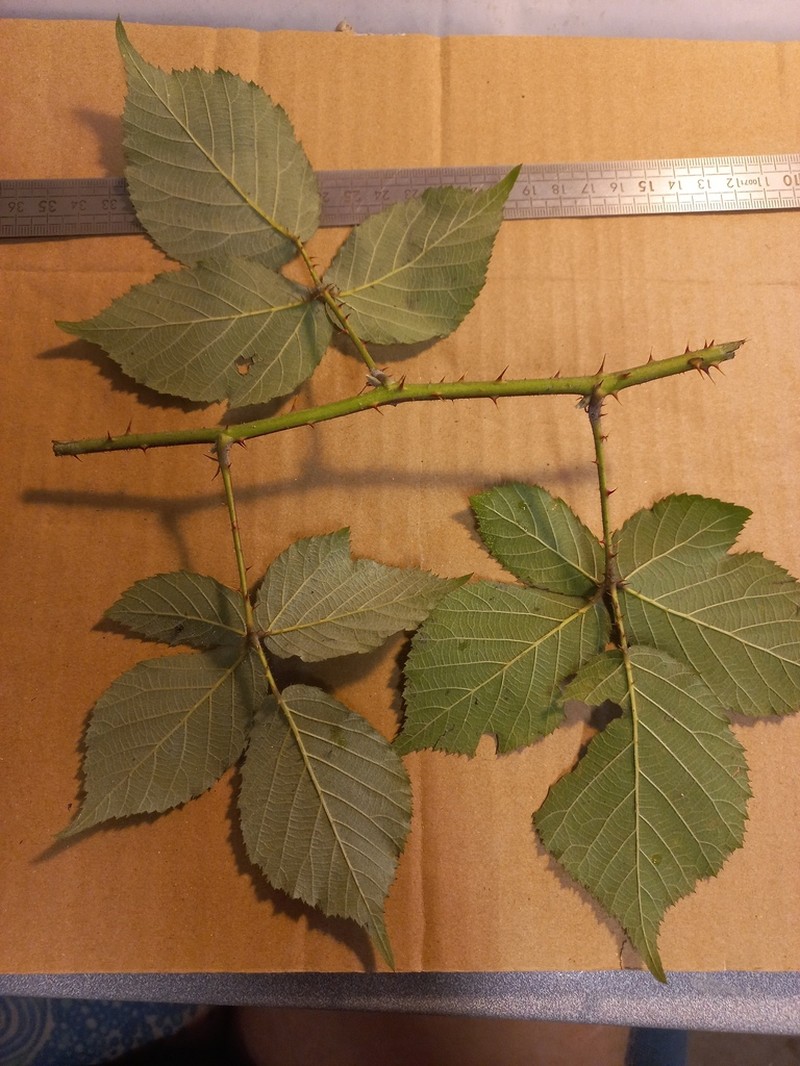 Rubus micans photo 3