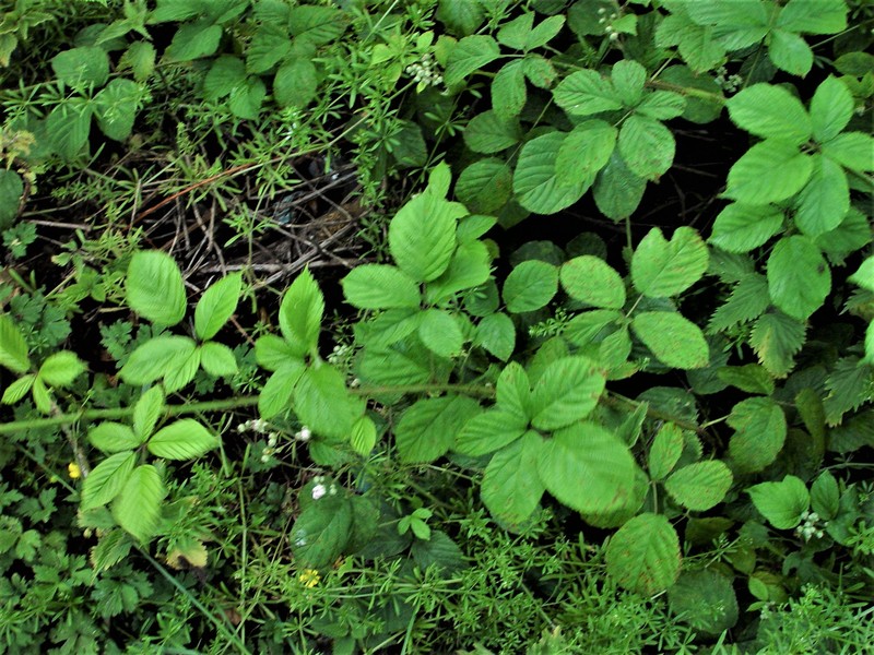 Rubus micans photo 4