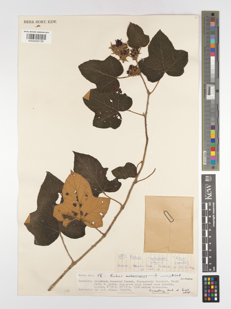 Rubus micropetalus