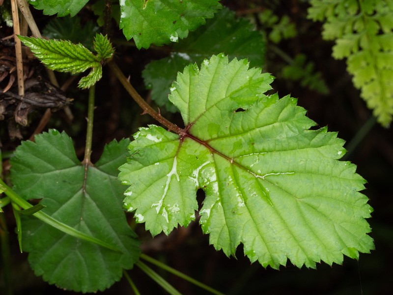 Rubus microphyllus