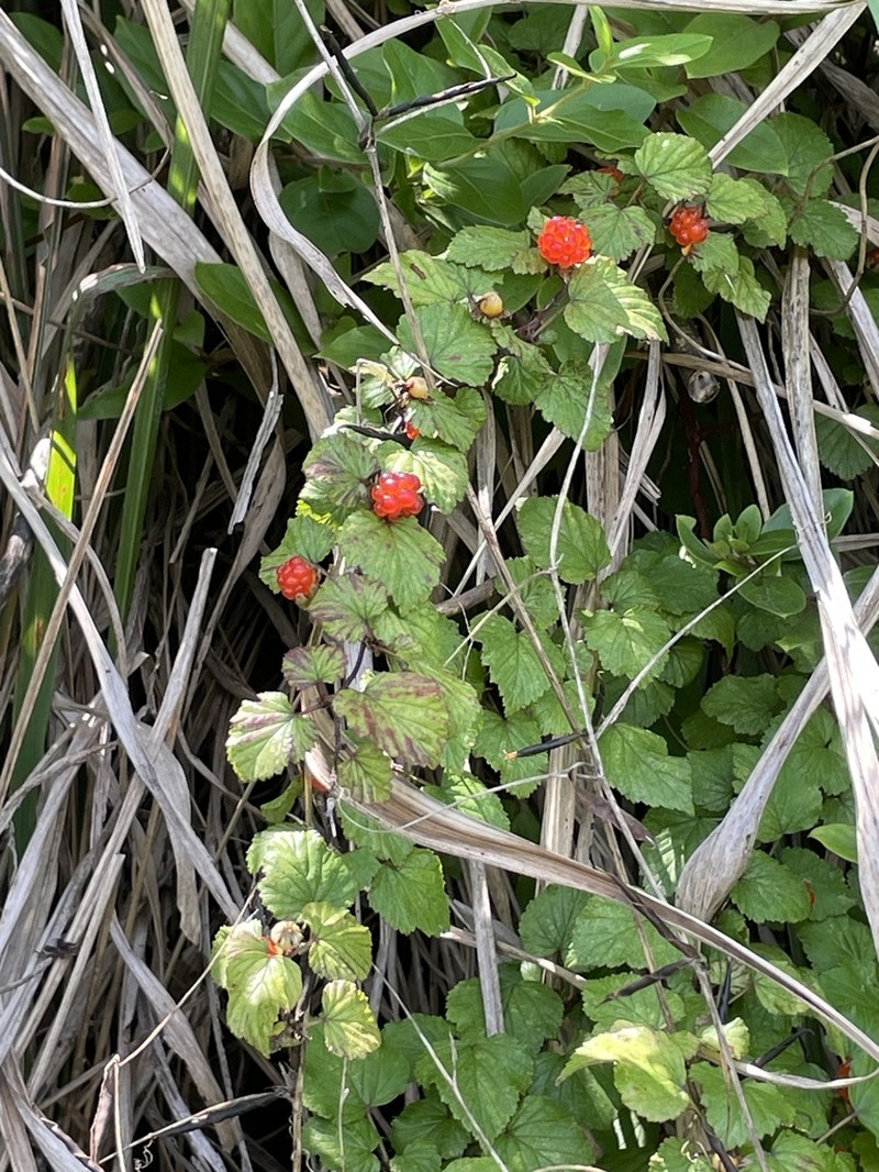 Rubus microphyllus photo 2