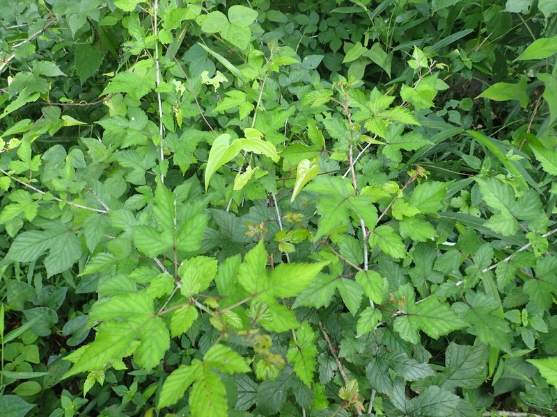 Rubus microphyllus photo 3