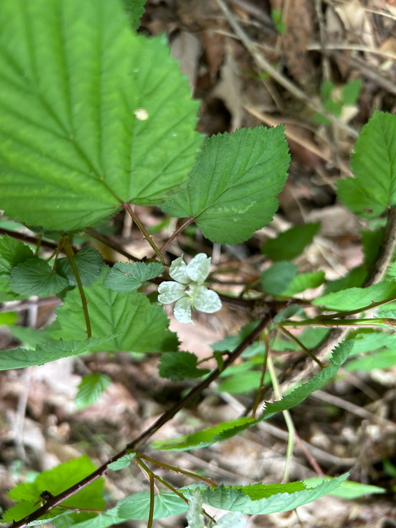 Rubus microphyllus photo 4