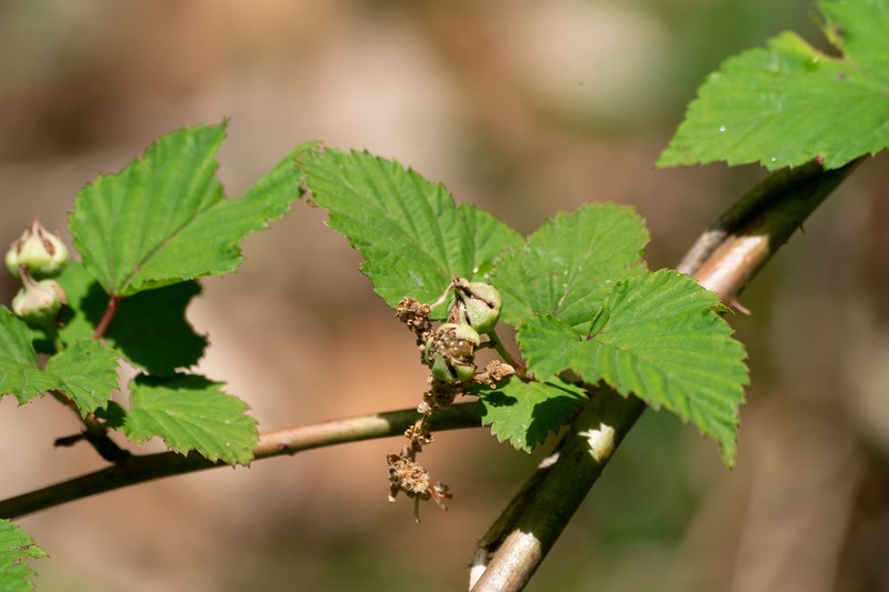 Rubus microphyllus photo 5